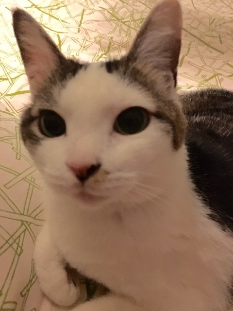 {A922C149-94AE-4163-98E9-8D5CB0C951F0}